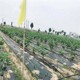 晋中pe防草布,果园除草除草布哪里卖图