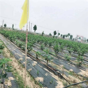 淮南市9米寬pe120克花卉基地防草布廠家報價