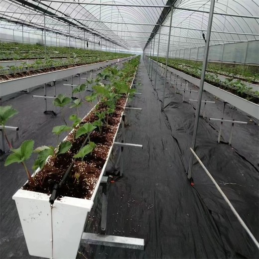 防草布除草布地布果園pe廠家大棚園藝抑草墊蓋草果樹農(nóng)用