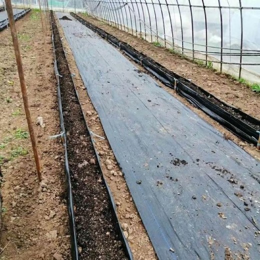PE防草布北京果園種植用大棚防草布