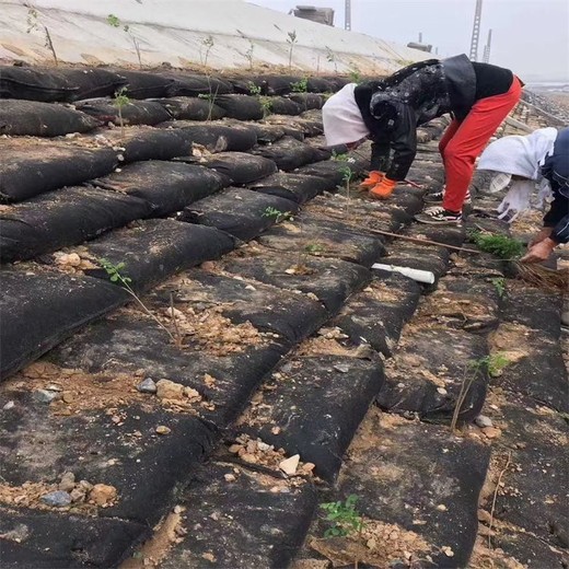 塘沽水土流失治理植生袋