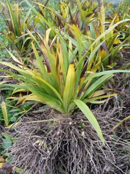 廣東白芨苗培育技術(shù)