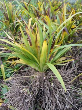 江苏销售白芨苗