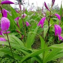 西藏白芨苗哪里有