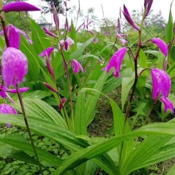 重慶璧山批發(fā)白芨苗