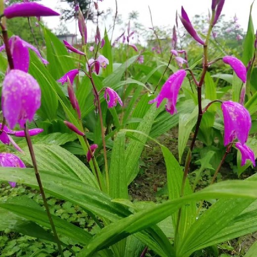 重慶白芨苗育苗技術