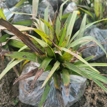廣東白芨苗培育技術(shù)