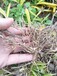 山西白芨苗合作公司