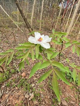重慶江北哪里收購牡丹收購