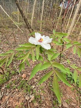 山东烟台哪里有牡丹收购