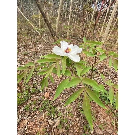 重庆永川哪里有牡丹收购