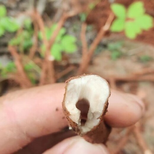 天津漢沽求購牡丹收購