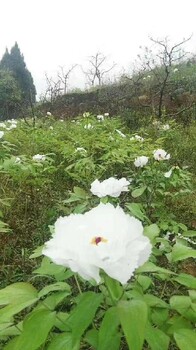 山西大同求購牡丹收購