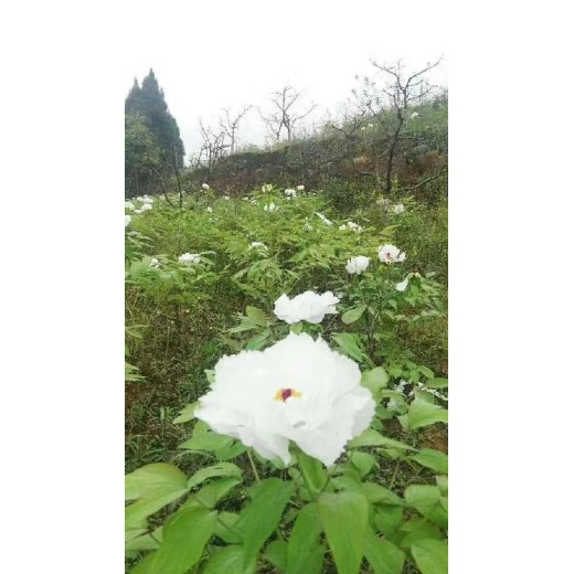 重慶渝北求購牡丹收購