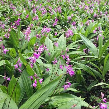 福建白芨苗种植基地