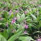 白芨苗回收?qǐng)D