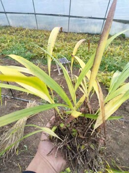 廣東白芨苗培育技術(shù)