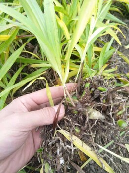 四川成都白芨苗價(jià)格