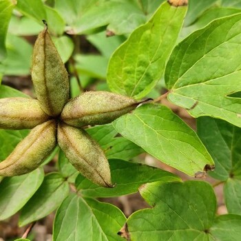 新疆昆玉哪里有牡丹收购