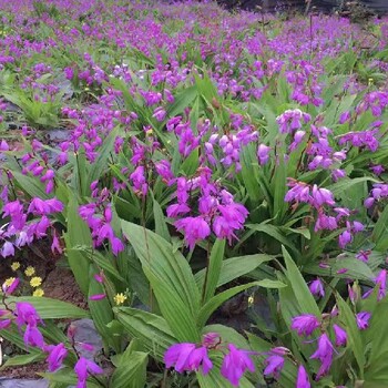重慶璧山批發(fā)白芨苗