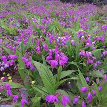 福建宽叶白芨苗