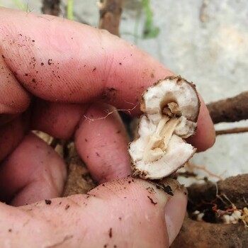 福建福州哪里有牡丹收購