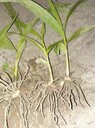重慶江津白芨苗