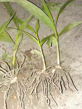 重慶渝中白芨苗哪里有