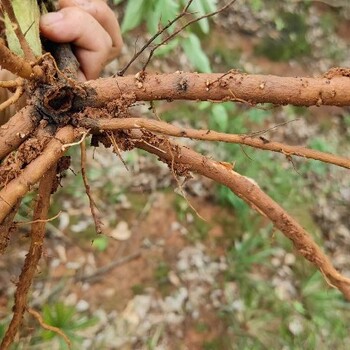 新疆昆玉哪里有牡丹收购