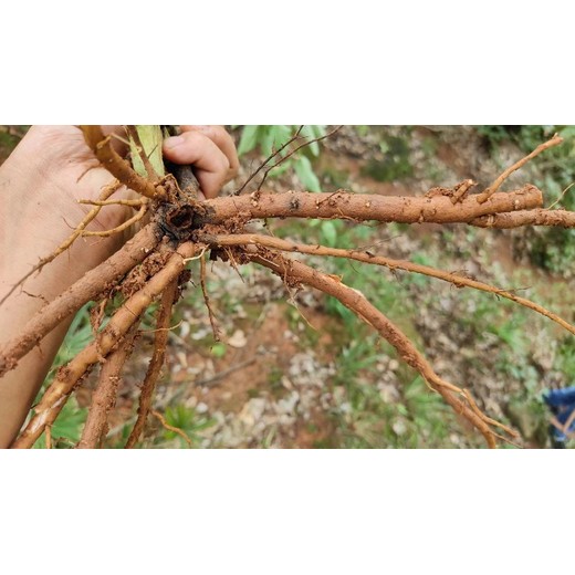天津漢沽牡丹收購