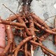 山西呂梁哪里有牡丹收購圖