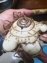 陜西渭南收購白芨苗