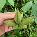 山東聊城哪里有牡丹收購
