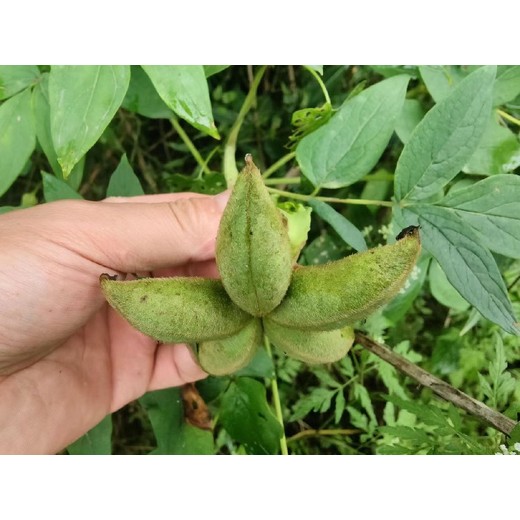 新疆北屯哪里有牡丹收購(gòu)
