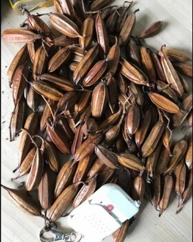 重慶巴南白芨苗塊莖