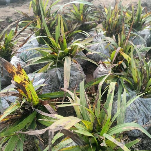 重慶忠縣寬葉白芨苗