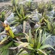 白芨苗圖