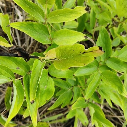 山东菏泽哪里收购牡丹收购