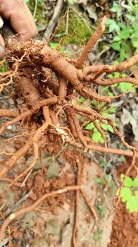 黑龙江双鸭山求购牡丹收购