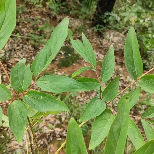 贵州贵阳哪里收购牡丹收购