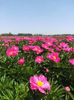 四川凉山中药材种植伙伴