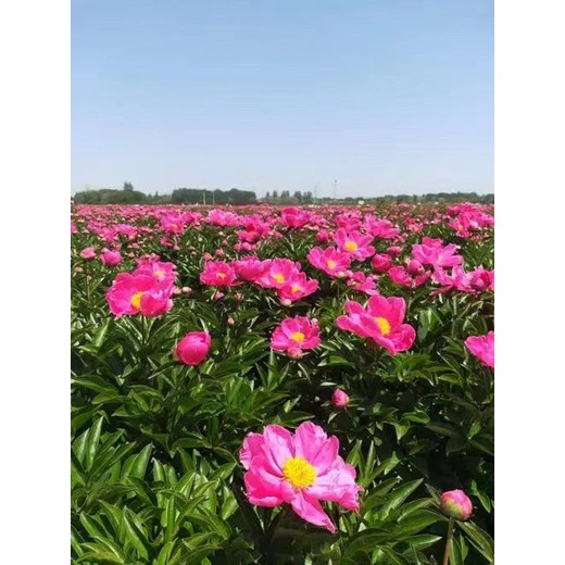 河南商丘中藥材種植技術(shù)