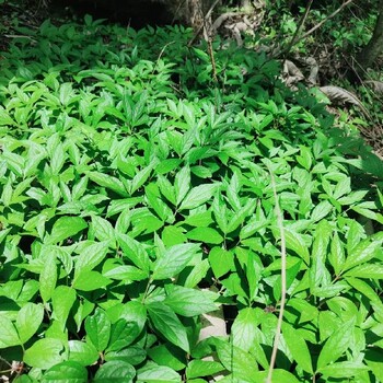 重慶巴南哪里有中藥材種植合作土地