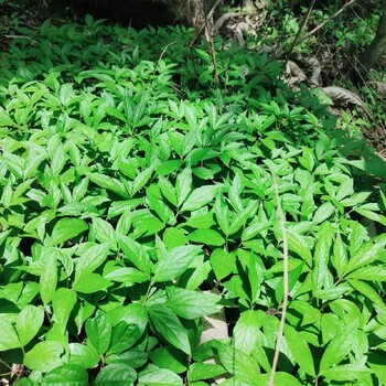 重庆巫山哪里有中药材种植合作