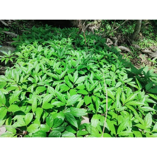 陜西西安中藥材種植合作方式