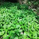 畢節中藥材種植圖