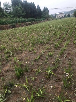西藏懶人種植中藥材
