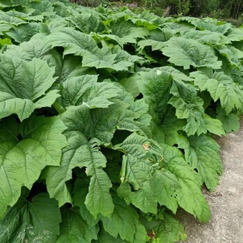 新疆中药材种植