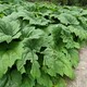 中藥材種植圖