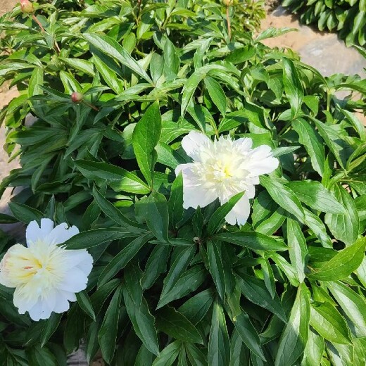 重慶北碚哪里有中藥材種植合作公司